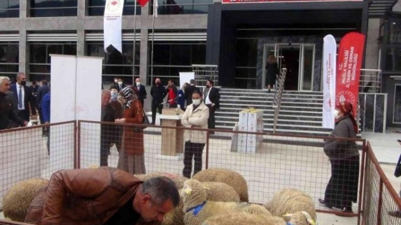 MUĞLA'DA KADIN ÜRETİCİLERE 10 BİN KOYUN