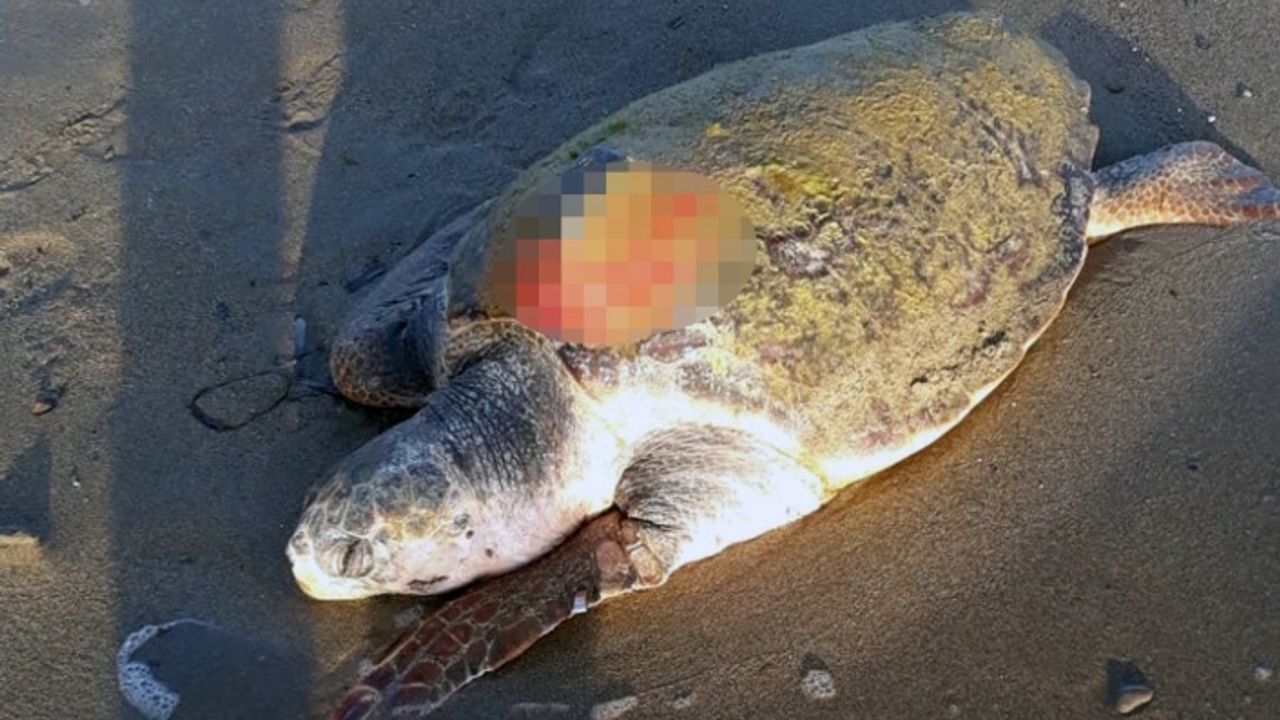 7 Aydır Takip Edilen Caretta Caretta Misina Yutması Soncu Öldü