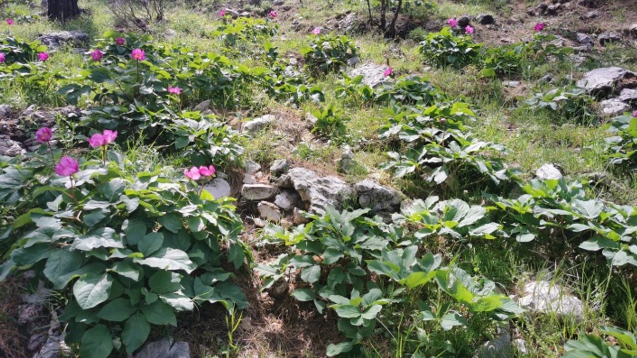 Dünyanın En Pahalı Çiçeği Olan "Ayı Gülleri" Marmaris'te Açmaya Devam Ediyor