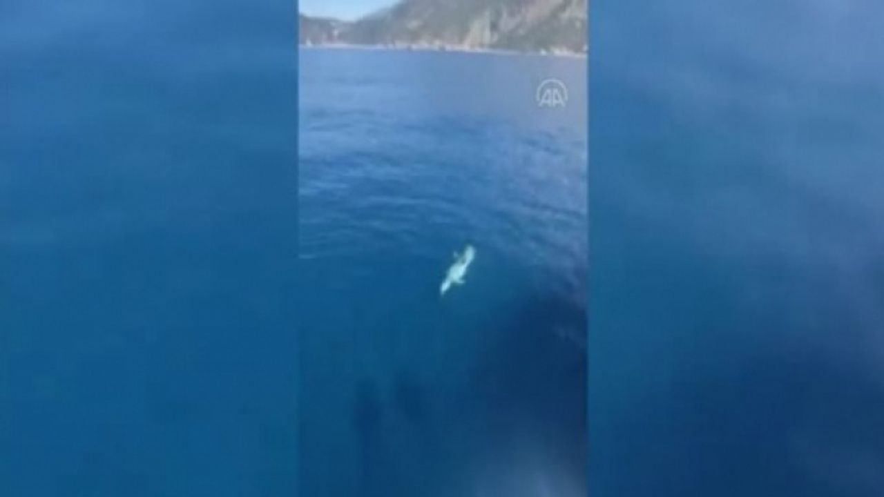 Fethiye'de Tur Teknesine Eşlik Eden Yunus İlgi Gördü