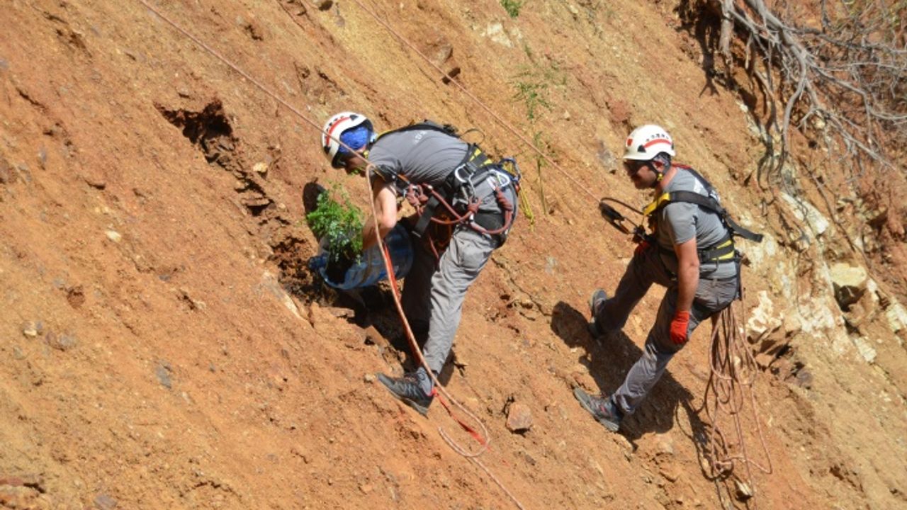 Marmaris'te Belediye ve AKUT Ekipleri Bellerine Bağladıkları Halatlarla, Fidan Dikti