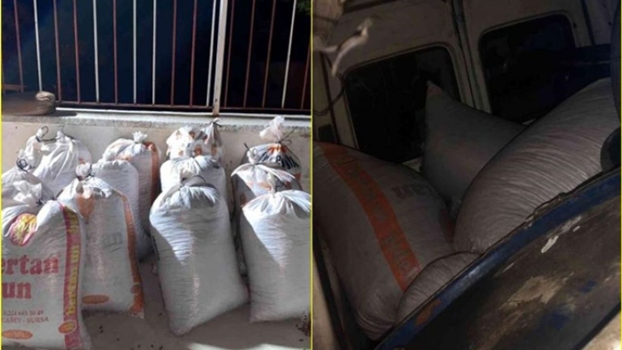 Milas'ta, 650 Kilogram Çam Künarı Çalan 3 Kişiyi JASAT Yakaladı