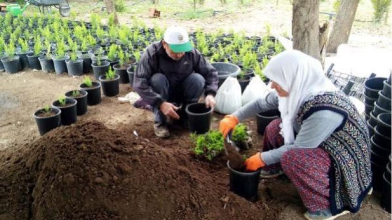 Yanan Orman Alanlarına Bugüne Kadar 2 Milyon Fidan Gönderildi