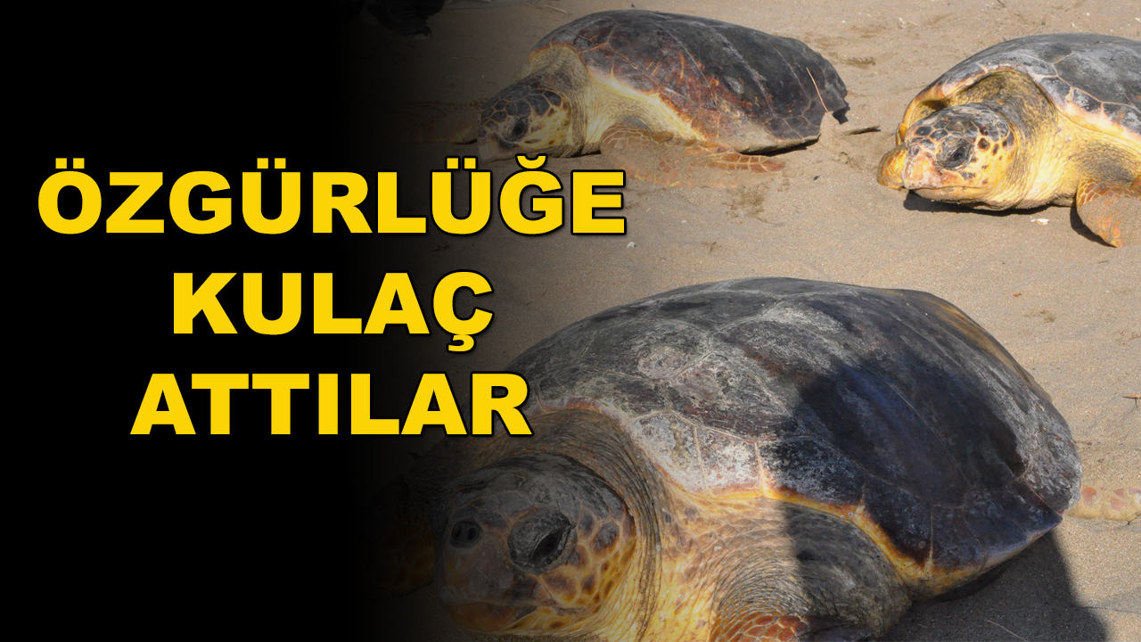 İztuzu Plajında Deniz Kaplumbağaları Denize Bırakıldı