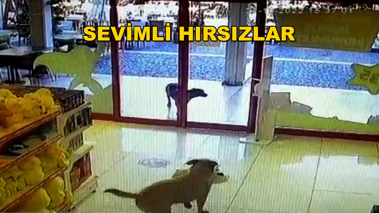 Bodrum'da Gülümseten Olay: Köpekler Mağazadan Oyuncak Çaldı