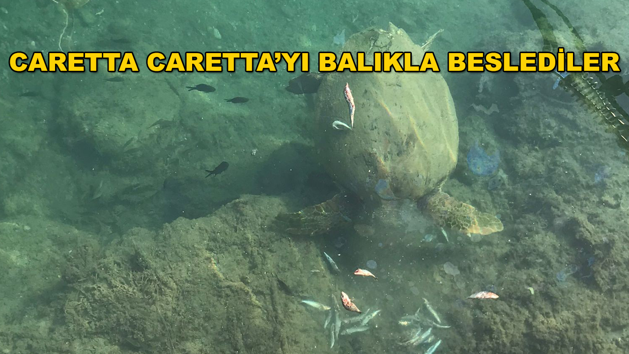 Datça'da Görülen Deniz Kaplumbağasını Vatandaşlar Balıkla Besledi
