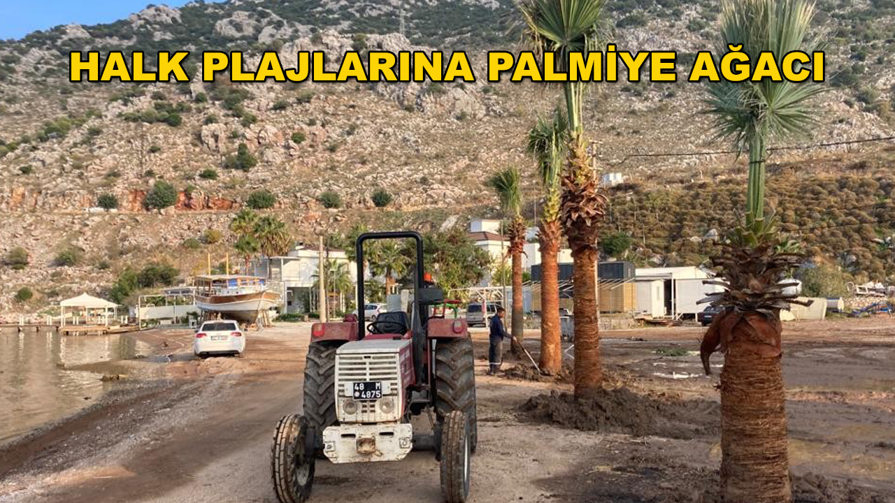 Marmaris Belediyesi Tarafından Halk Plajlarına Palmiye Ağaçları Dikildi