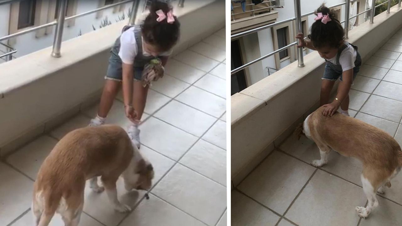 Datçalı Gökçe, sokak köpeklerini elleriyle besliyor!