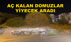 Aç Kalan Domuzlar Yerleşim Yerinde Yiyecek Aradı