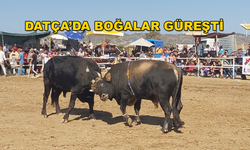 Datça'da Boğa Güreşleri Düzenlendi