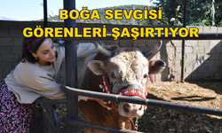 Milaslı Genç Kızın Boğa Aşkı