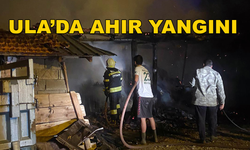 Ula'da Çıkan Ahır Yangınında 3 Büyükbaş Hayvan Telef Oldu