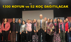 Muğla'da 130 Kadın Üreticiye 1300 Koyun Dağıtılacak