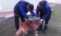 Kayalıklarda Mahsur Kalan Köpeği Menteşe Belediyesi Ekipleri Kurtardı