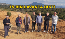 Datça'da Girişimci Sönmez Kiraladığı Araziye 15 Bin Adet Lavanta Dikti