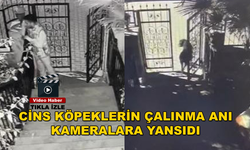 Marmaris'te Cins Köpekleri Çalan Hırsızlar Yakalandı