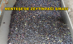 Muğla'da Zeytinyağı Fabrikasının Önünde Yoğunluk Oluştu