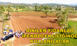 MUĞLA BÜYÜKŞEHİR'DEN İPEKBÖCEKÇİLİĞİNE DESTEK