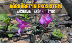 MARMARİS'TEKİ YANGINLARDA ZARAR GÖREN BÖRDÜBET'İN EKOSİSTEMİNE YAKIN TAKİP