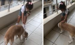 Datçalı Gökçe, sokak köpeklerini elleriyle besliyor!