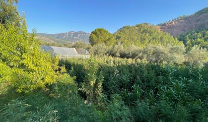 Köyceğiz'de Muğla tarihinin en büyük  operasyonu! Binlerce kök kenevir ele geçirildi