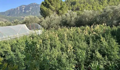 Köyceğiz'de dev kenevir operasyonu! Jandarma 1000 kök kenevir ele geçirdi