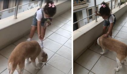 Datçalı Gökçe, sokak köpeklerini elleriyle besliyor!