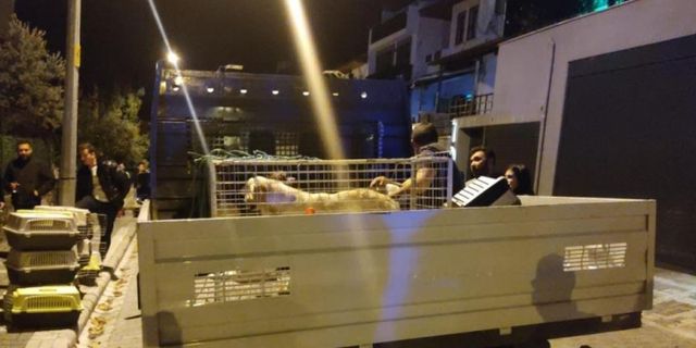 Marmaris'teki Evinden Çok Sayıdan Hayvan Ölüsü Çıkan Kadın Akıl Hastanesine Sevk Edildi