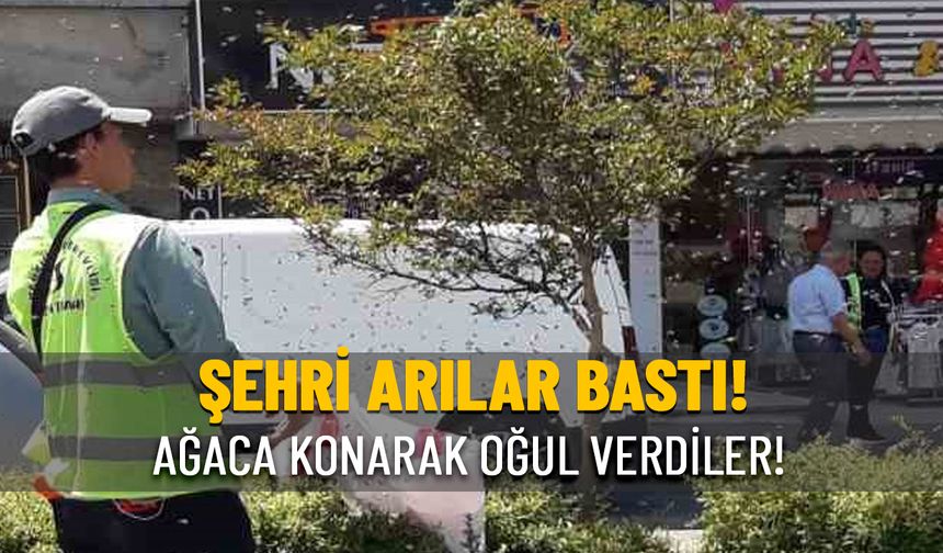 ŞEHRİN GÖBEĞİNDE ARI KOLONİSİ GÖRÜNTÜLENDİ