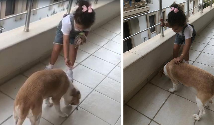 Datçalı Gökçe, sokak köpeklerini elleriyle besliyor!